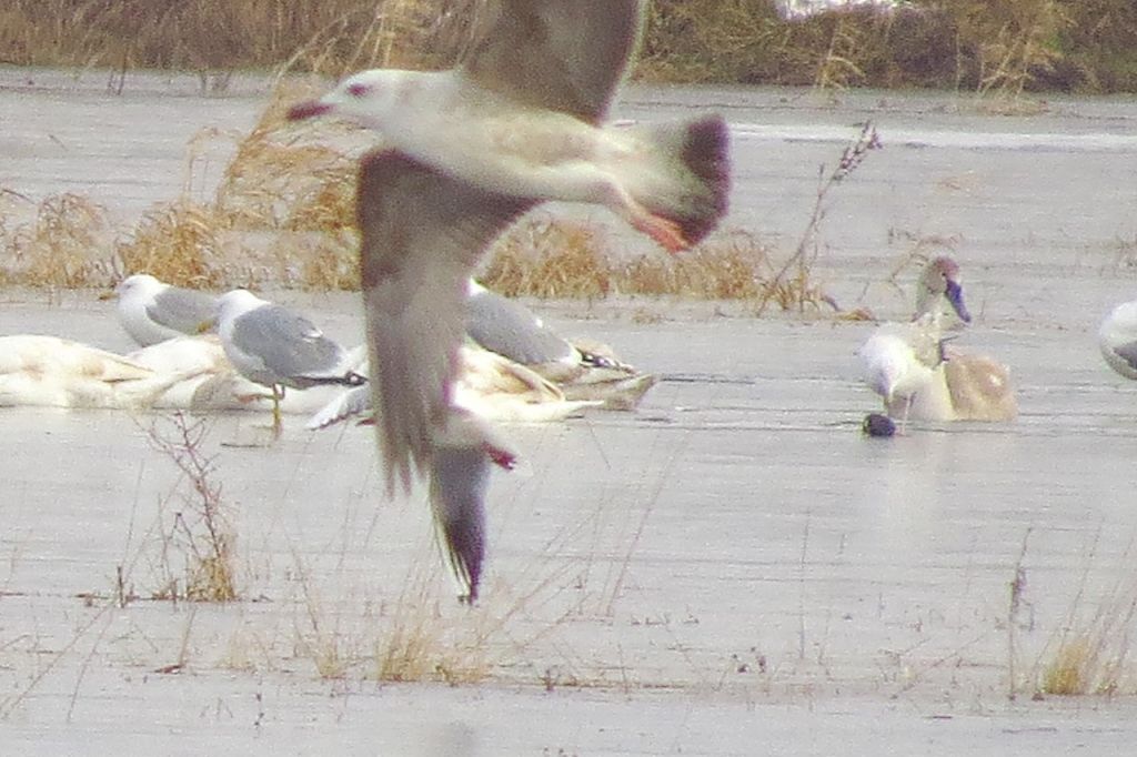 Larus cachinnans Pallas, 1811
