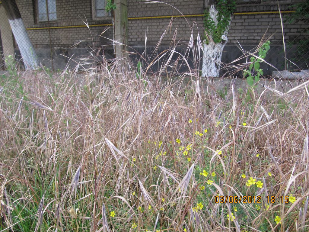 Bromus sterilis L.