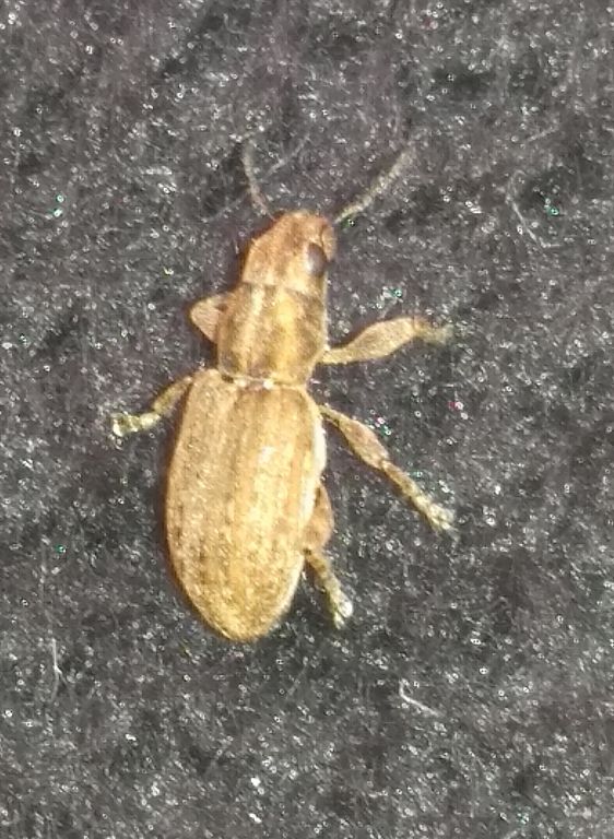 Sitona puncticollis Stephens, 1831