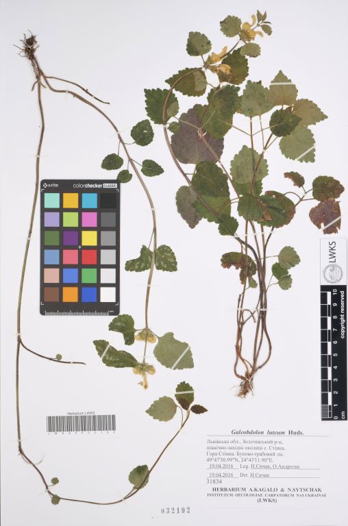 Lamium galeobdolon (L.) L.