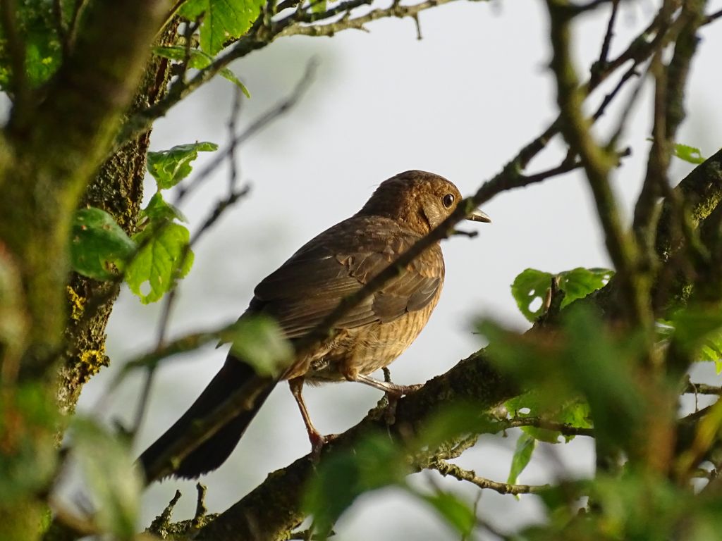 Turdus merula Linnaeus, 1758