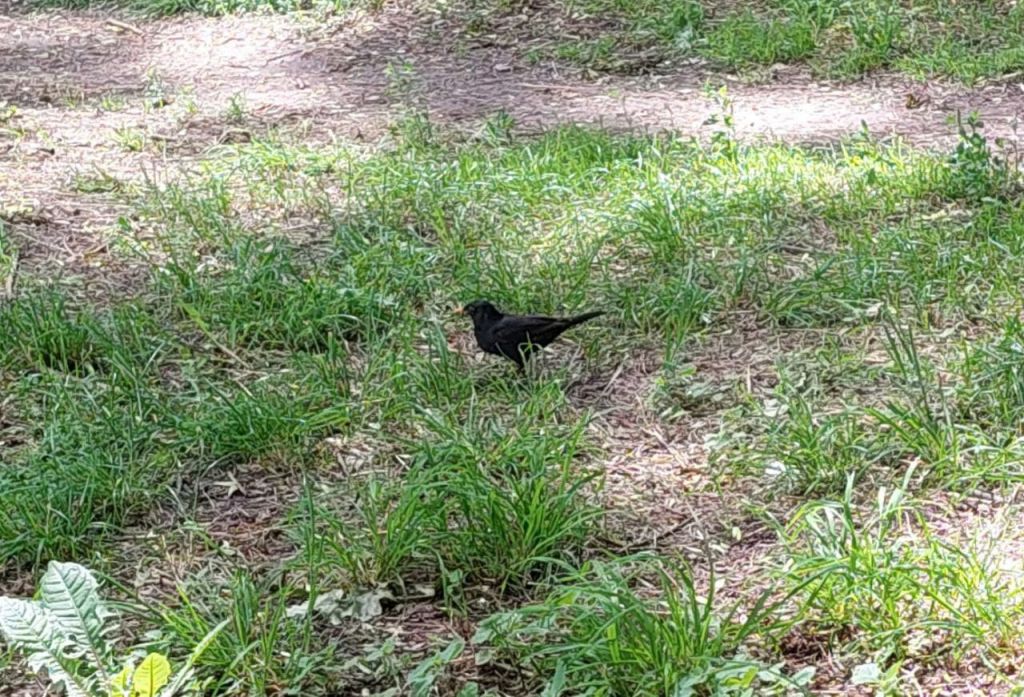 Turdus merula Linnaeus, 1758