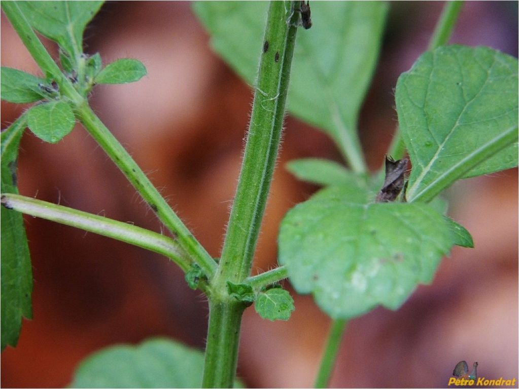 Lamium galeobdolon (L.) L.