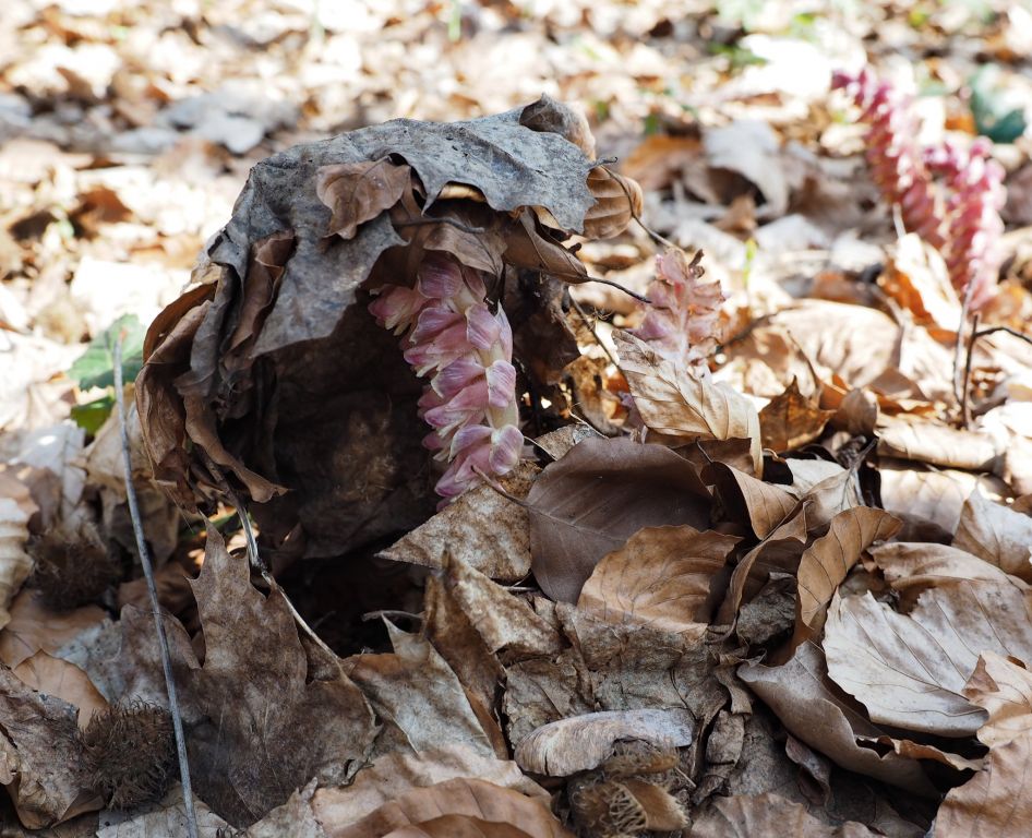 Lathraea squamaria L.