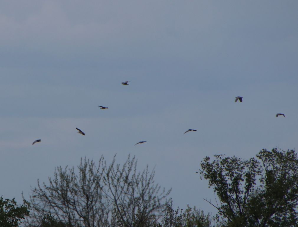Nycticorax nycticorax (Linnaeus, 1758)