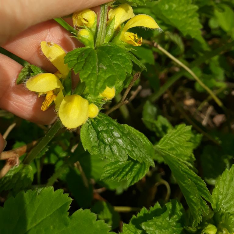 Lamium galeobdolon (L.) L.
