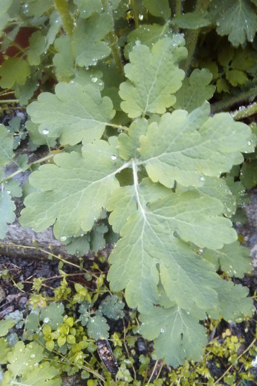 Chelidonium majus L.