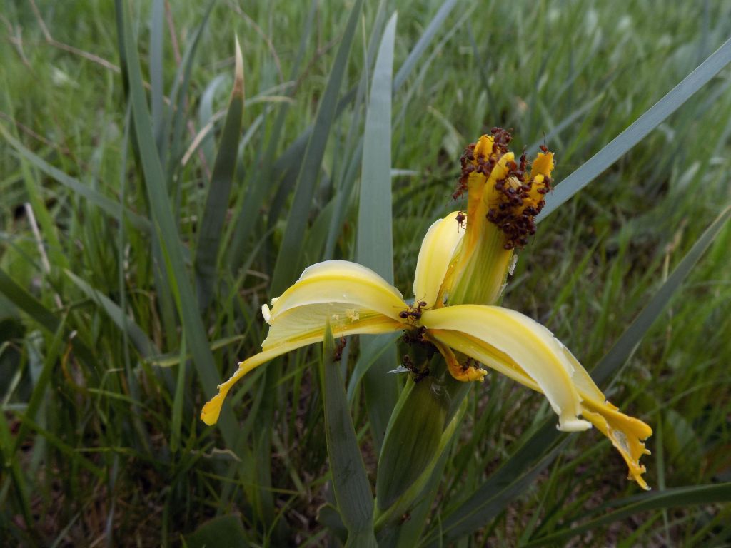 Iris halophila Pall.