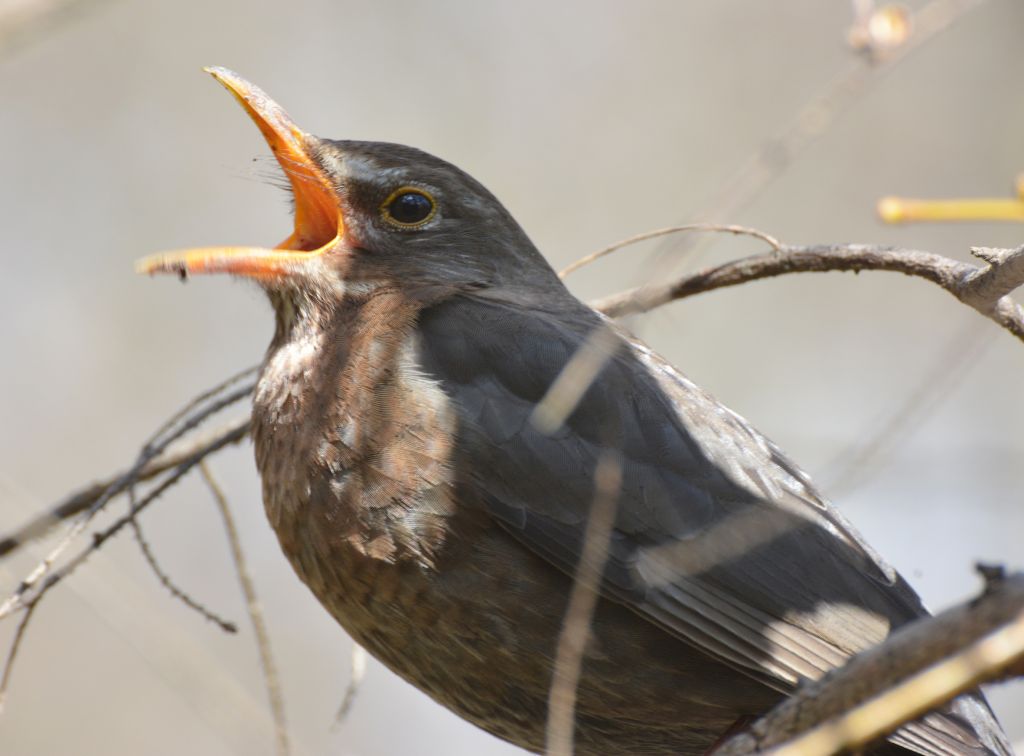 Turdus merula Linnaeus, 1758