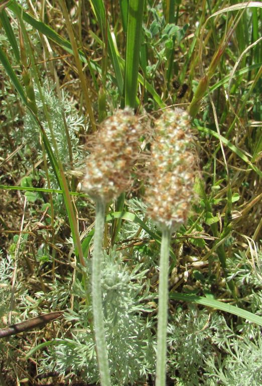 Plantaginaceae