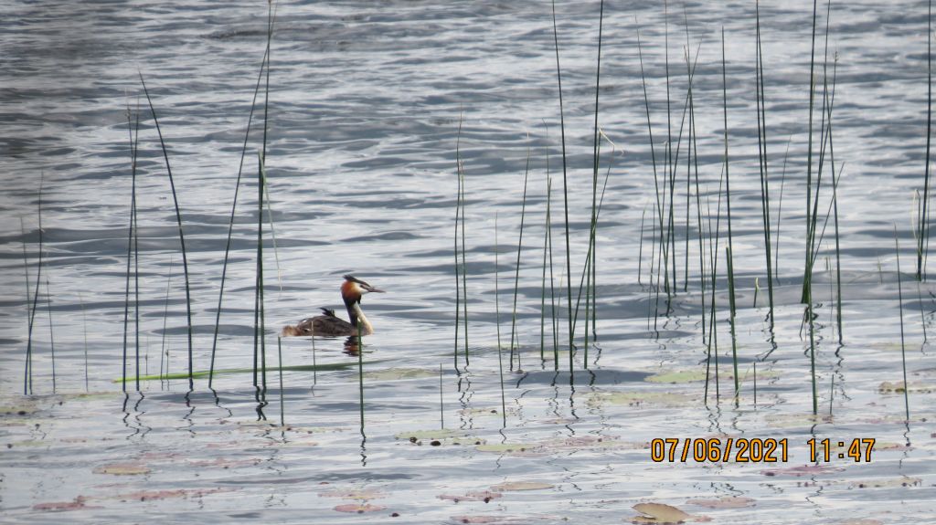 Podiceps cristatus (Linnaeus, 1758)