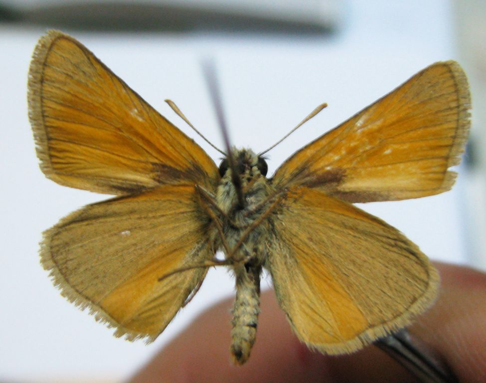 Thymelicus sylvestris (Poda von Neuhaus, 1761)
