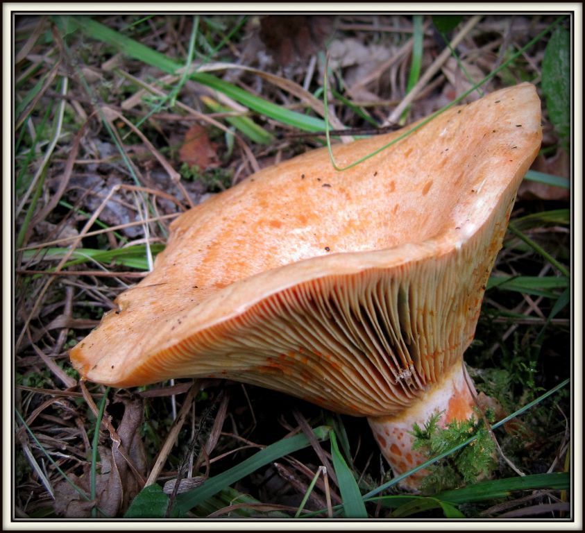 Lactarius deliciosus (L.) Gray
