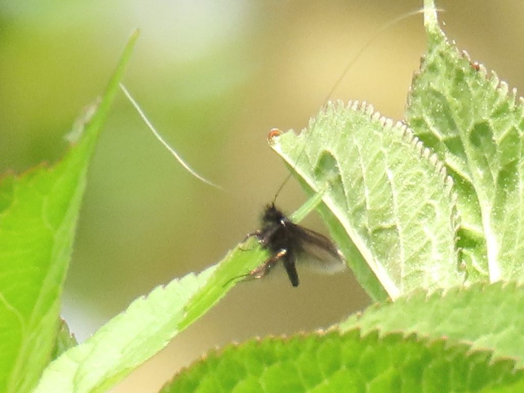 Adela reaumurella (Linnaeus, 1758)