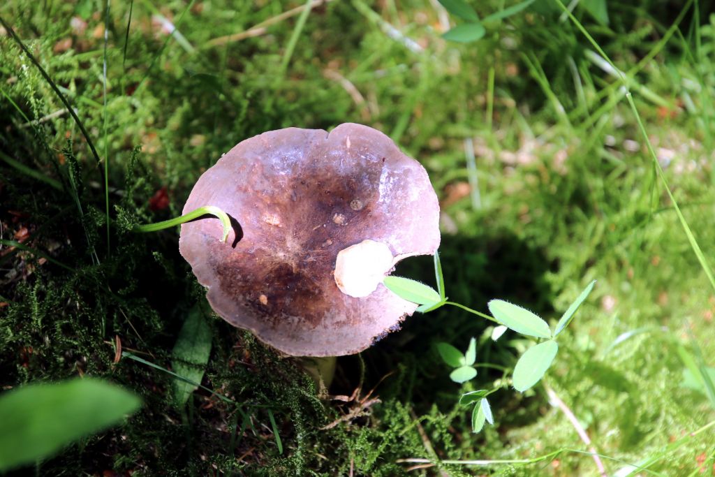 Russula