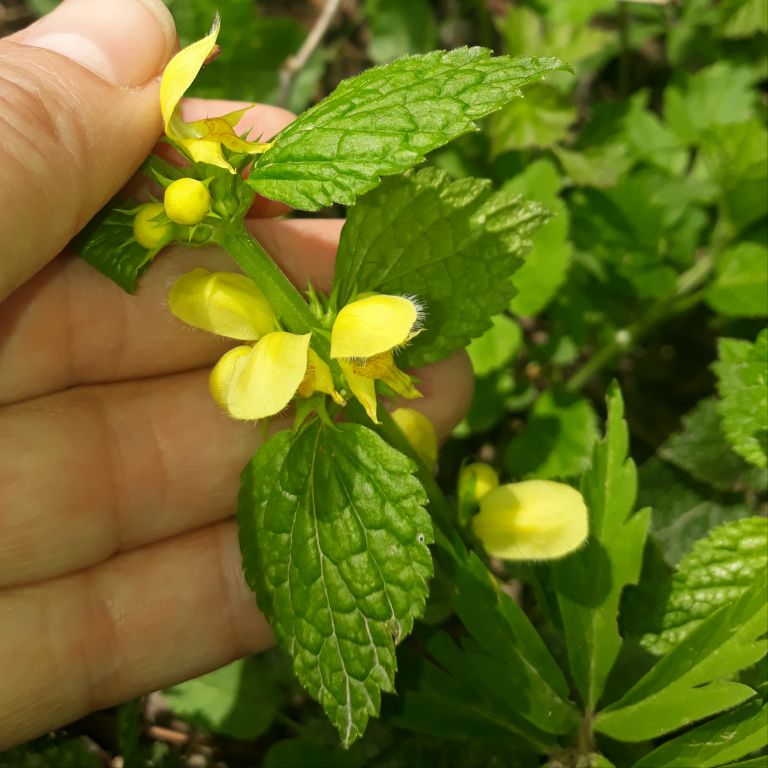Lamium galeobdolon (L.) L.