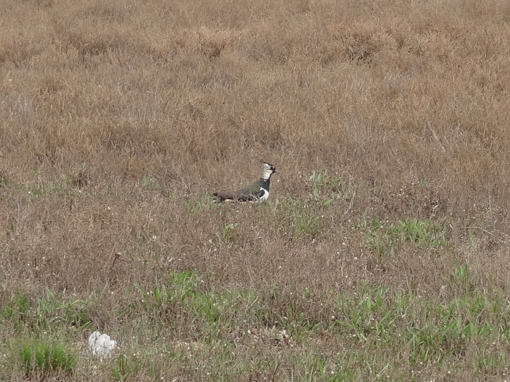 Vanellus vanellus (Linnaeus, 1758)