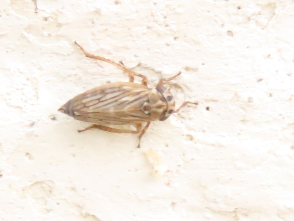 Anaceratagallia