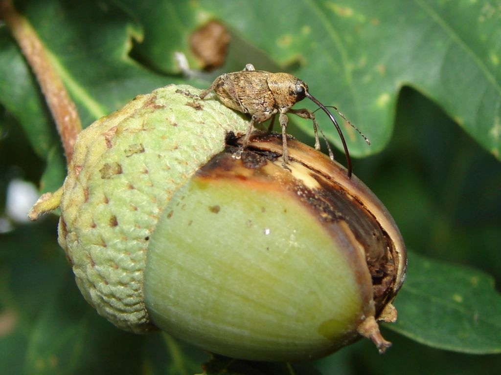 Curculio glandium Marsham, 1802