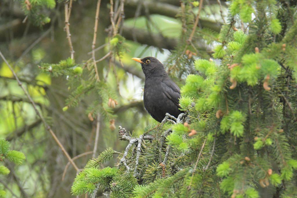 Turdus merula Linnaeus, 1758