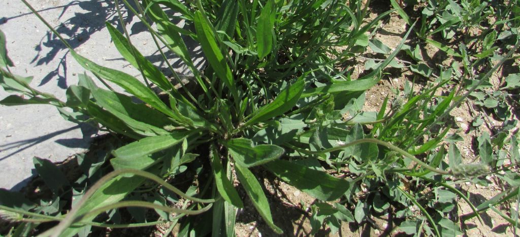 Plantaginaceae