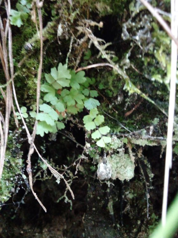 Asplenium trichomanes L.