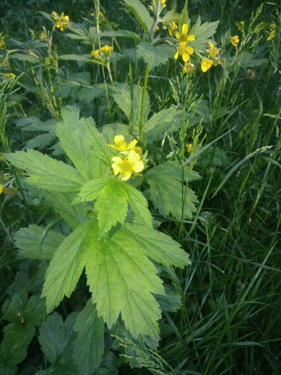 Geum aleppicum Jacq.