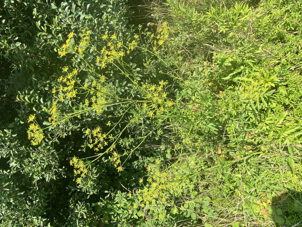 Pastinaca sativa L.