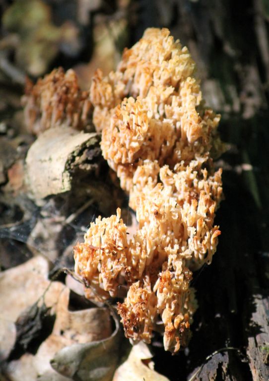 Ramaria