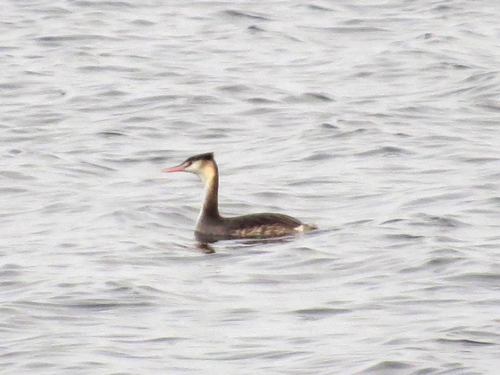 Podiceps cristatus (Linnaeus, 1758)
