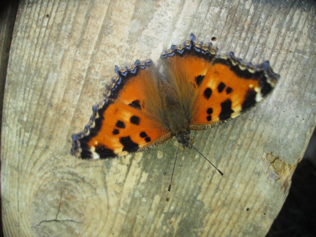 Nymphalis xanthomelas (Esper, 1781)