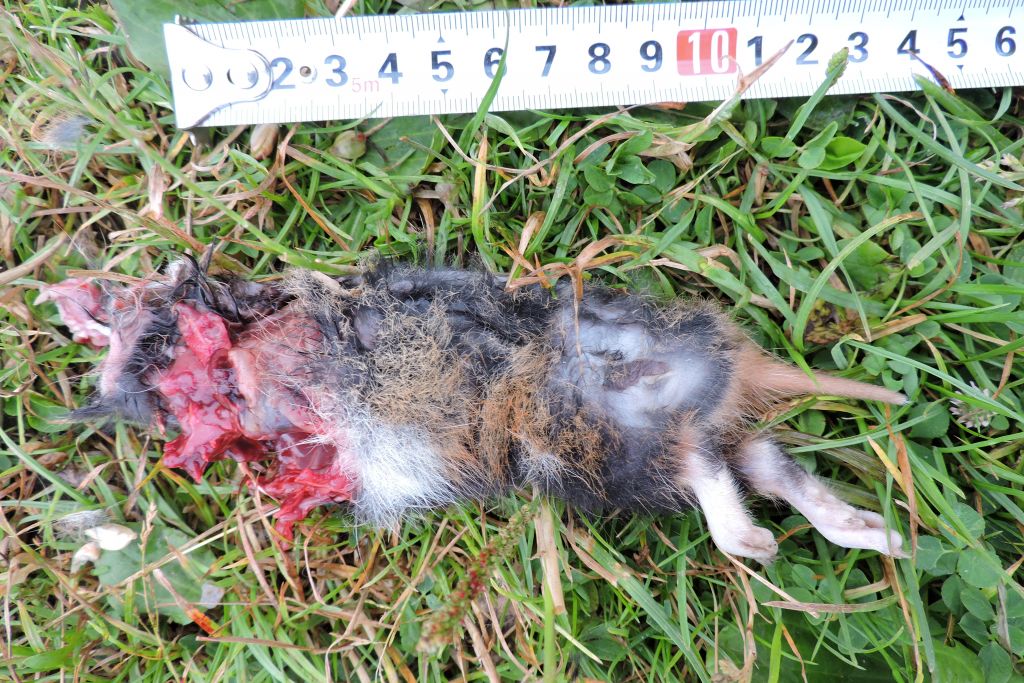 Cricetus cricetus (Linnaeus, 1758)
