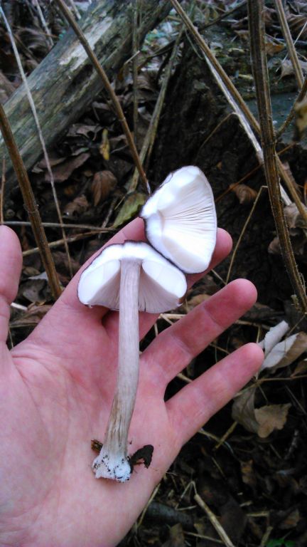 Pluteus cervinus (Schaeff.) P.Kumm.