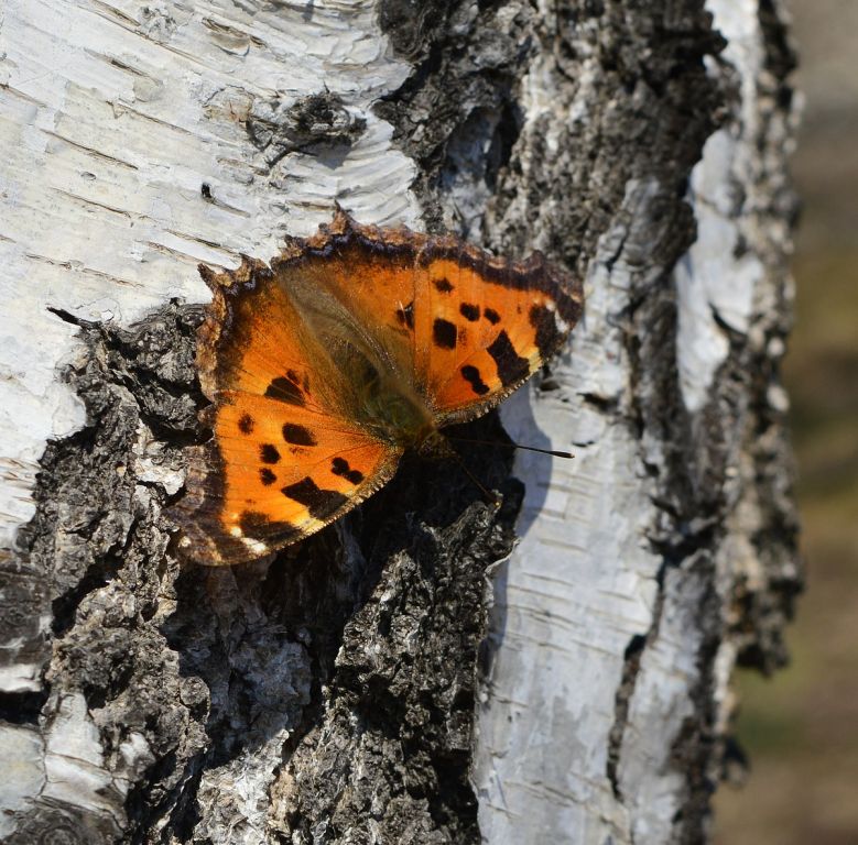 Nymphalis xanthomelas (Esper, 1781)