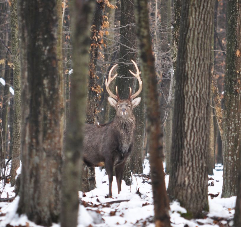 Cervus elaphus Linnaeus, 1758
