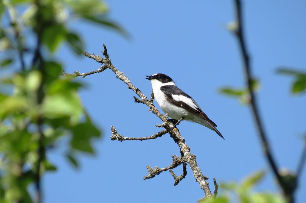 Ficedula albicollis (Temminck, 1815)