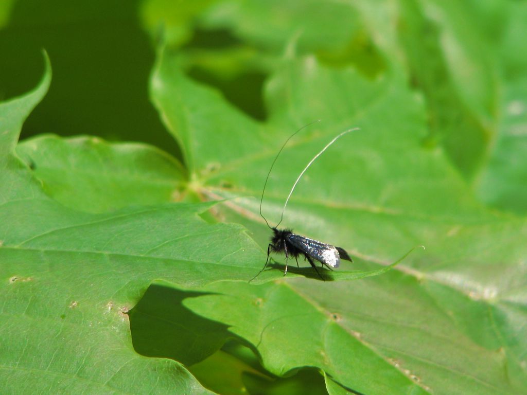 Adela reaumurella (Linnaeus, 1758)