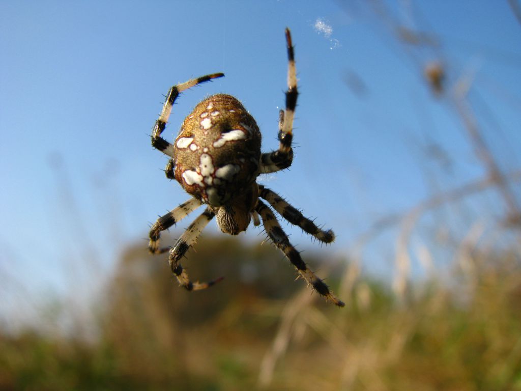 Araneus