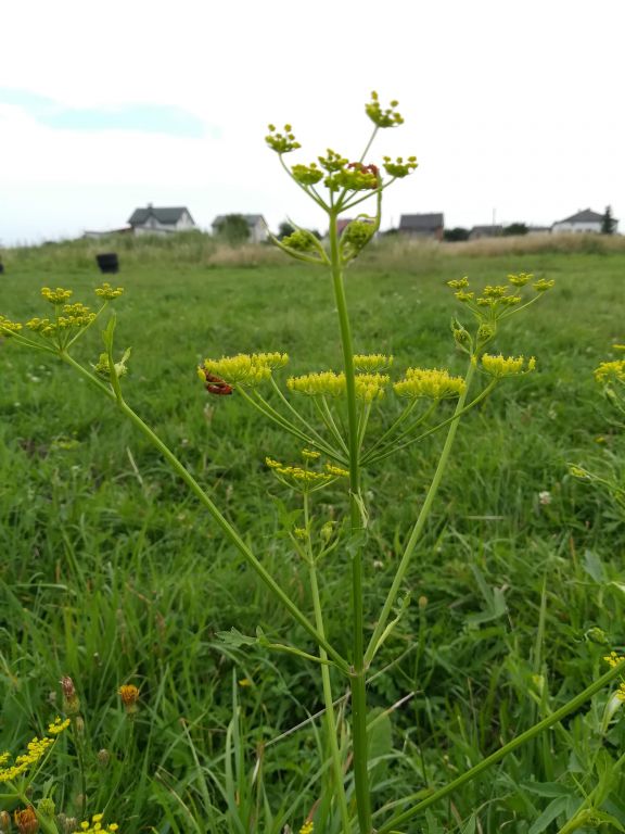 Pastinaca sativa L.