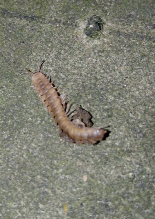 Diplopoda