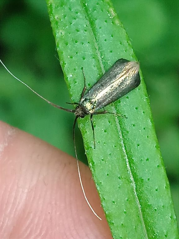 Adela reaumurella (Linnaeus, 1758)