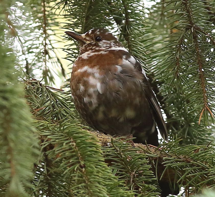 Turdus merula Linnaeus, 1758