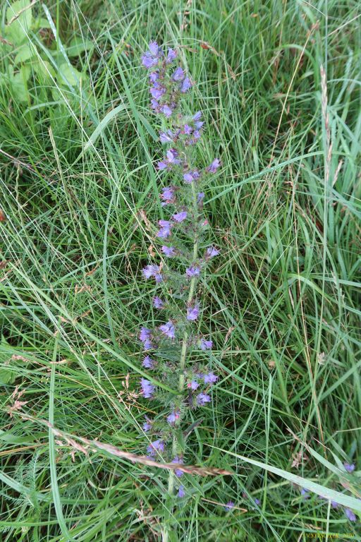 Echium vulgare L.