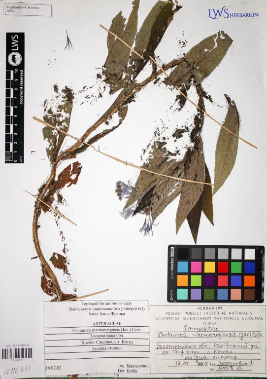 Centaurea maramarosiensis (Jáv.) Czerep.