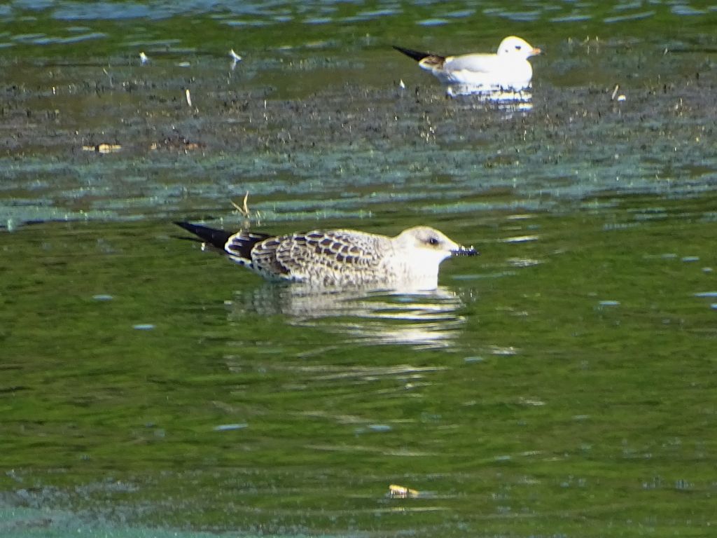 Larus canus Linnaeus, 1758