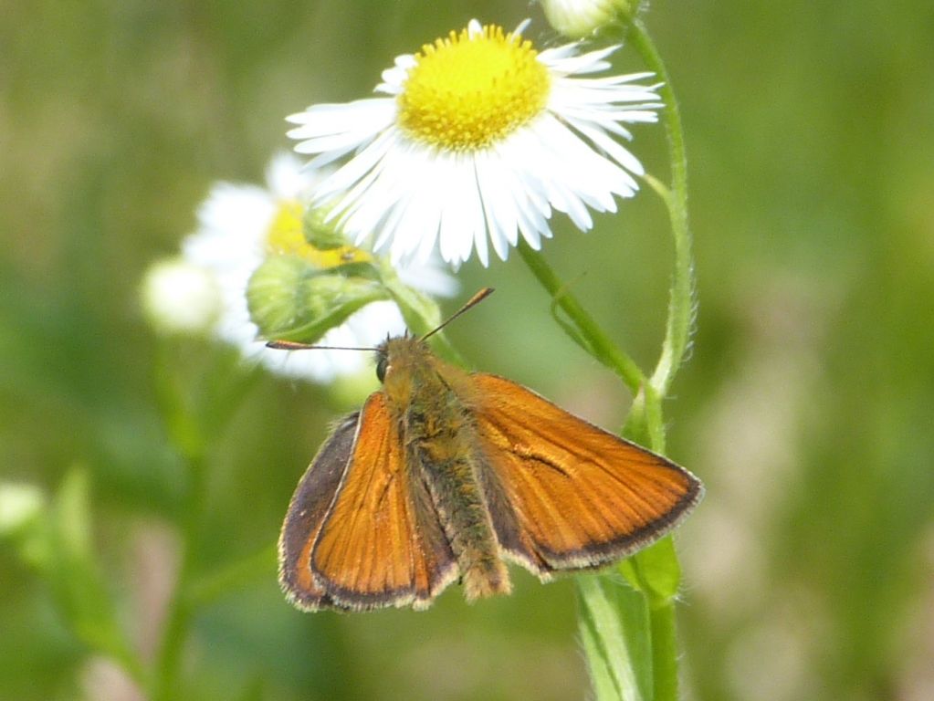 Thymelicus sylvestris (Poda von Neuhaus, 1761)
