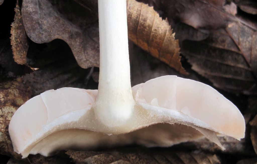 Pluteus cervinus (Schaeff.) P.Kumm.