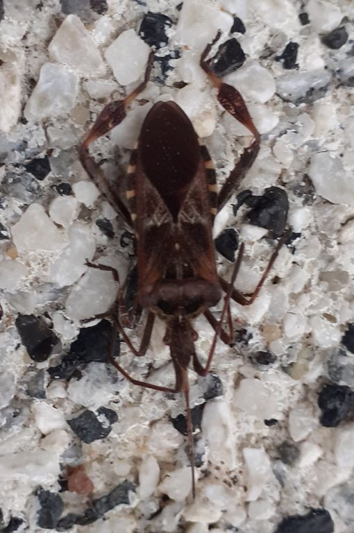 Leptoglossus occidentalis Heidemann, 1910