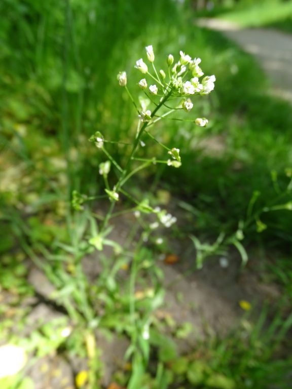 Capsella bursa-pastoris (L.) Medik.