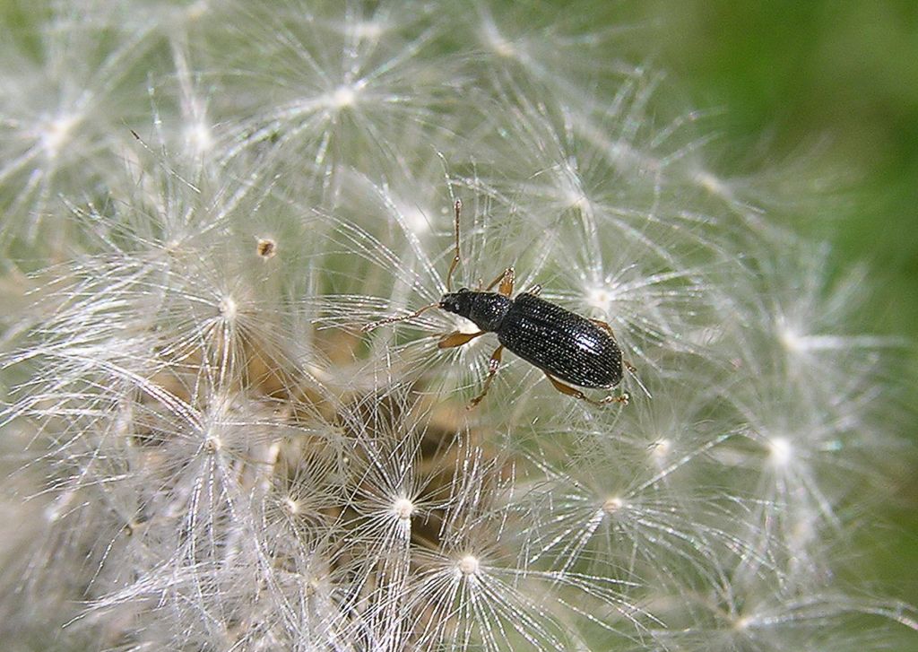 Phyllobius (Nemoicus) oblongus (Linnaeus, 1758)